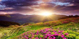 Mirisi za opuštanje: mirisne note koje će vam pomoći nakon stresnih dana