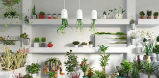 14 biljaka odličnih za tjeranje pauka, mrava, žohara, moljaca….