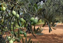 Uzgoj maslina u Hercegovini uvodi BiH u Međunarodno vijeće za maslinovo ulje