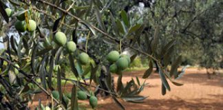 Uzgoj maslina u Hercegovini uvodi BiH u Međunarodno vijeće za maslinovo ulje