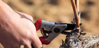 Rezidba vinove loze – koje su najčešće greške i kako ih izbjeći?